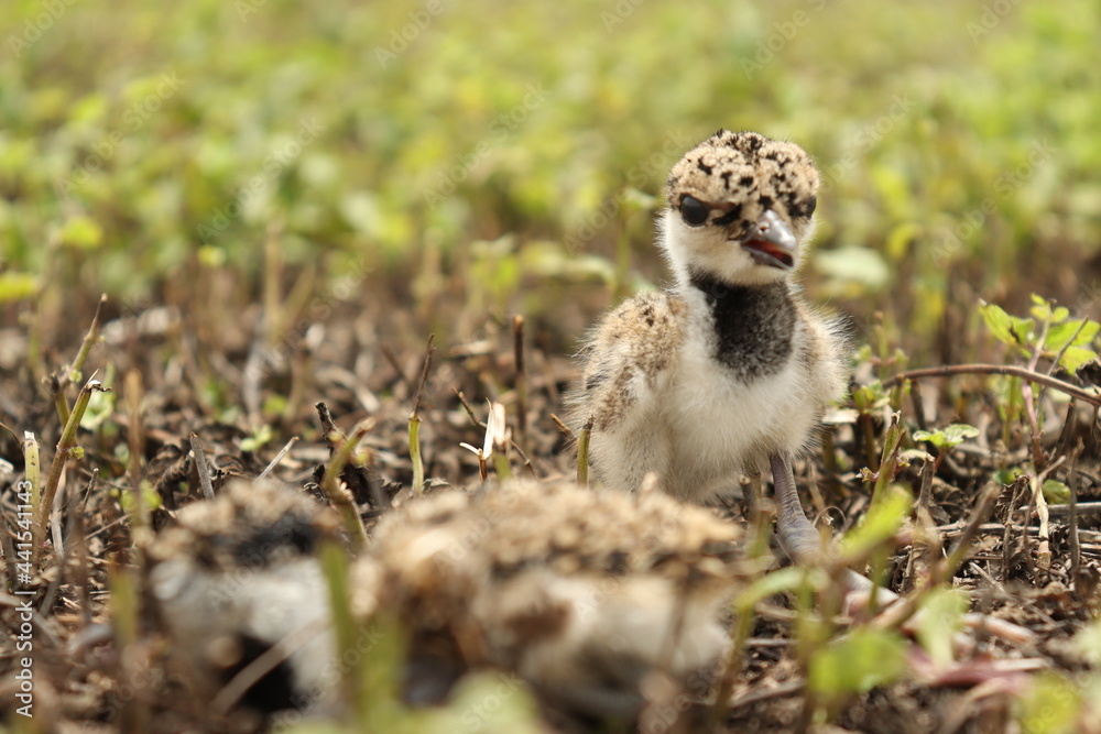 Chick of Red-wattled Lapwing walking in the green grass Chick of Red-wattled Lapwing walking in the green grass