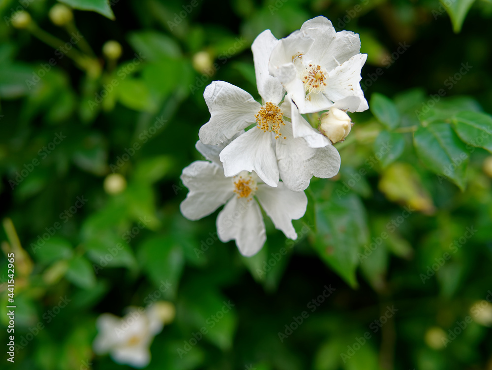 Obraz premium pretty wild roses in a bush