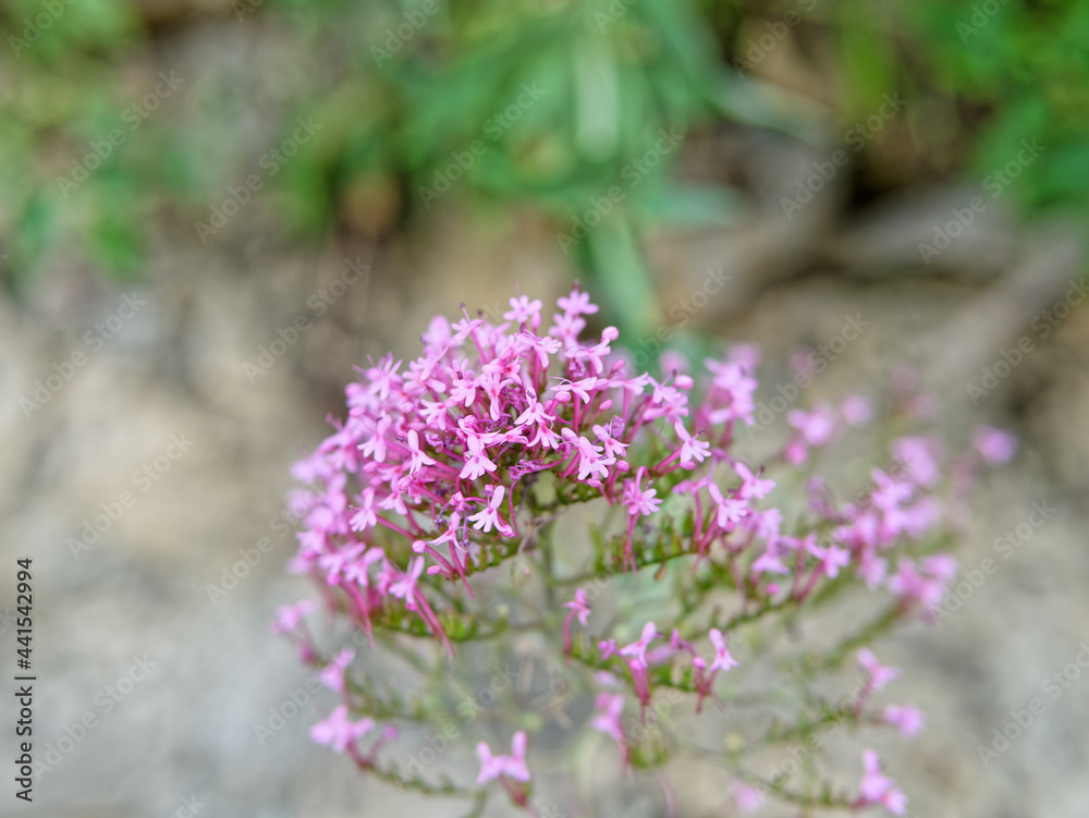 very nice centranthus flower in spring very nice centranthus flower in spring