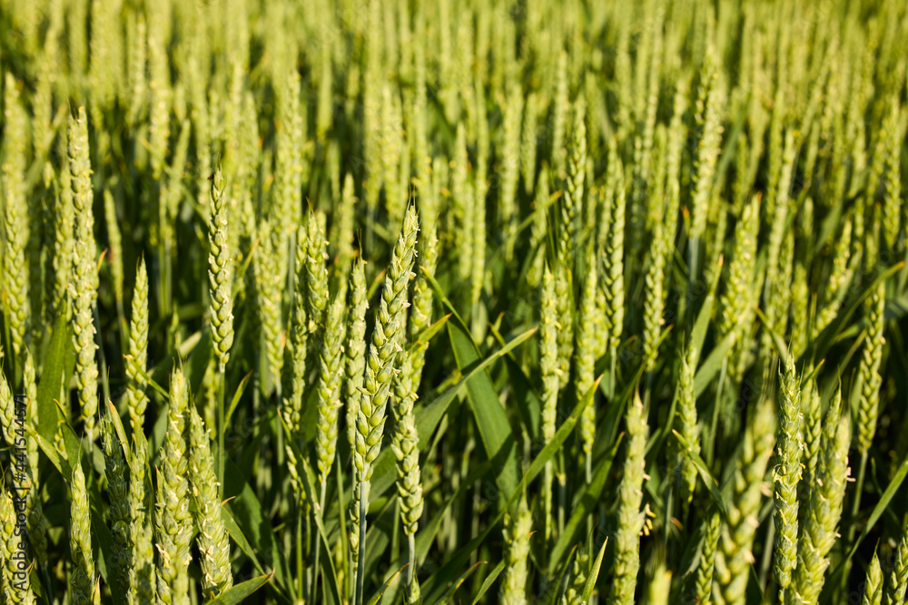 Background of ripening ears of wheat field and sunlight. Crops field. Selective focus. Field landscape. Background of ripening ears of wheat field and sunlight. Crops field. Selective focus. Field landscape.
