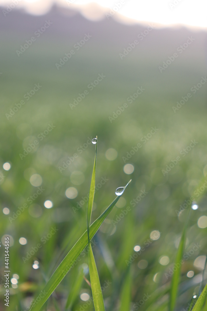 Morning dew drops on the grass