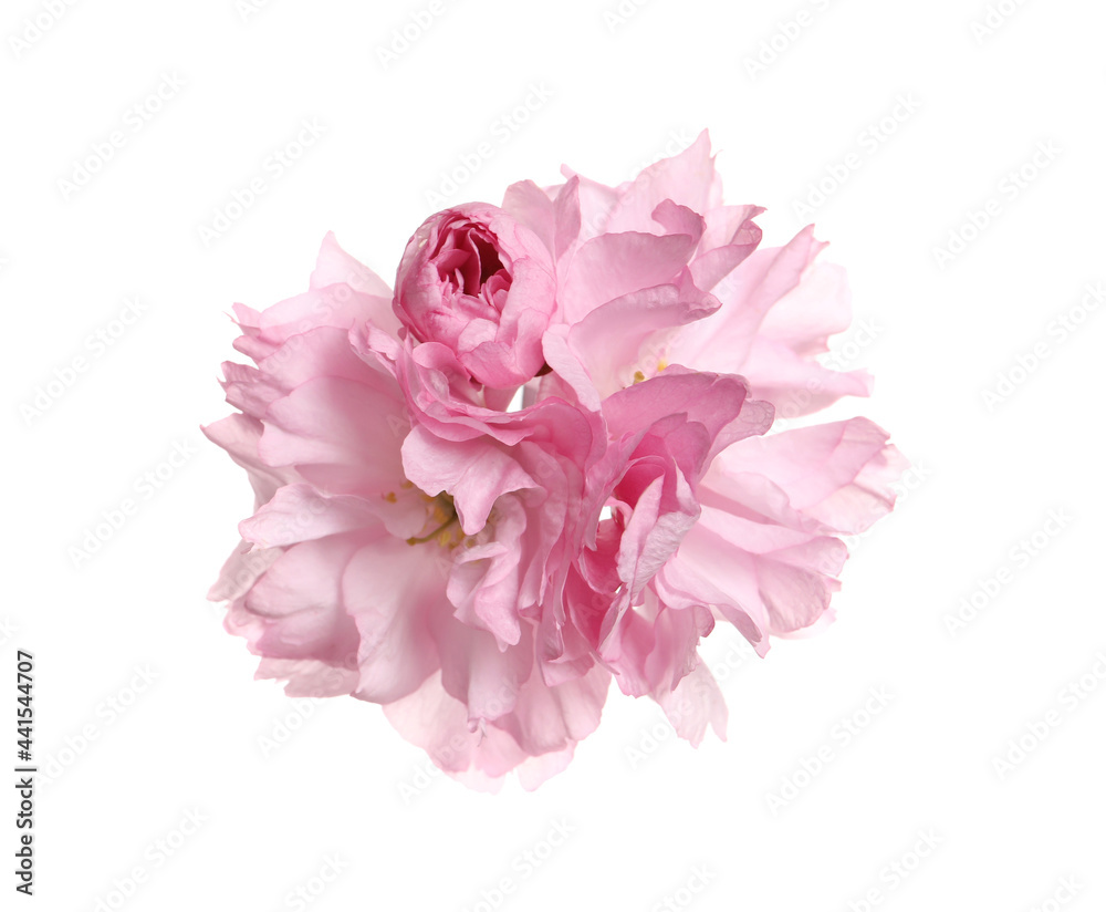 Beautiful pink sakura blossoms isolated on white