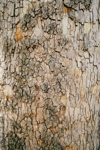 Brown bark of old olive tree close up