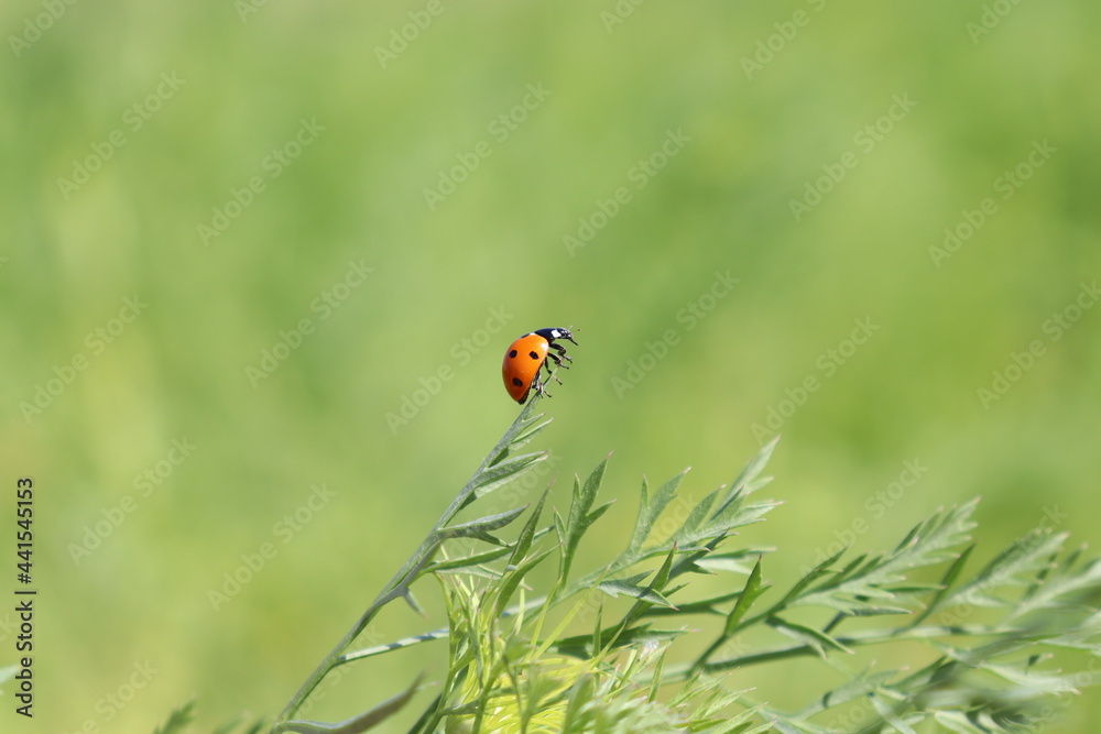 Seven-spot ladybird on the green leaves and flowers Seven-spot ladybird on the green leaves and flowers