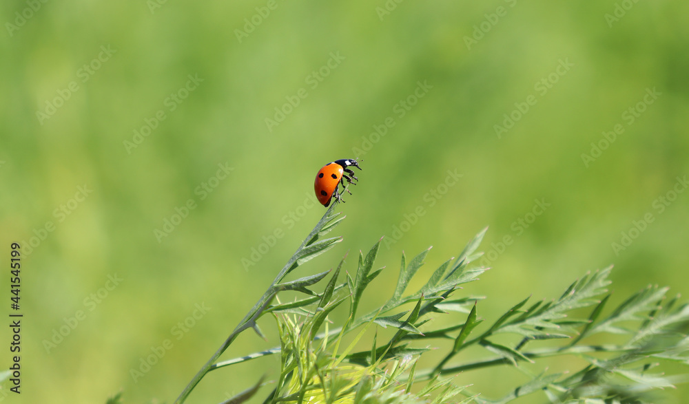 Seven-spot ladybird on the green leaves and flowers Seven-spot ladybird on the green leaves and flowers