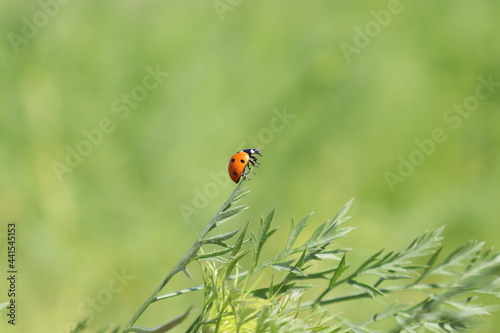 Seven-spot ladybird on the green leaves and flowers