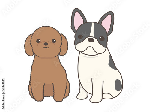 カメラ目線の犬達　トイプードルとフレンチブルドック