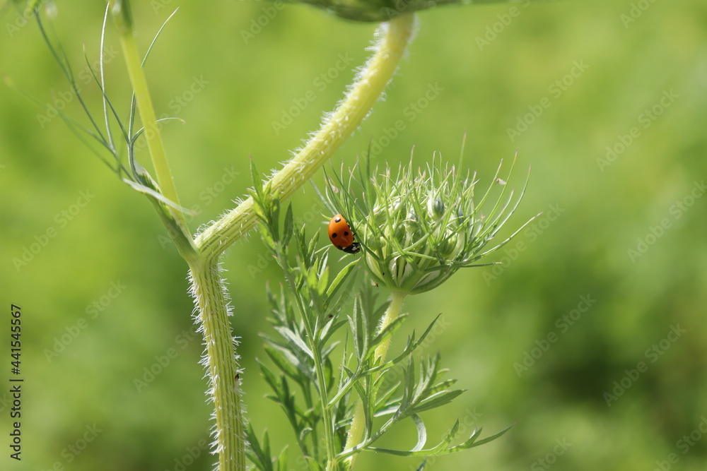 Obraz premium Seven-spot ladybird on the green leaves and flowers