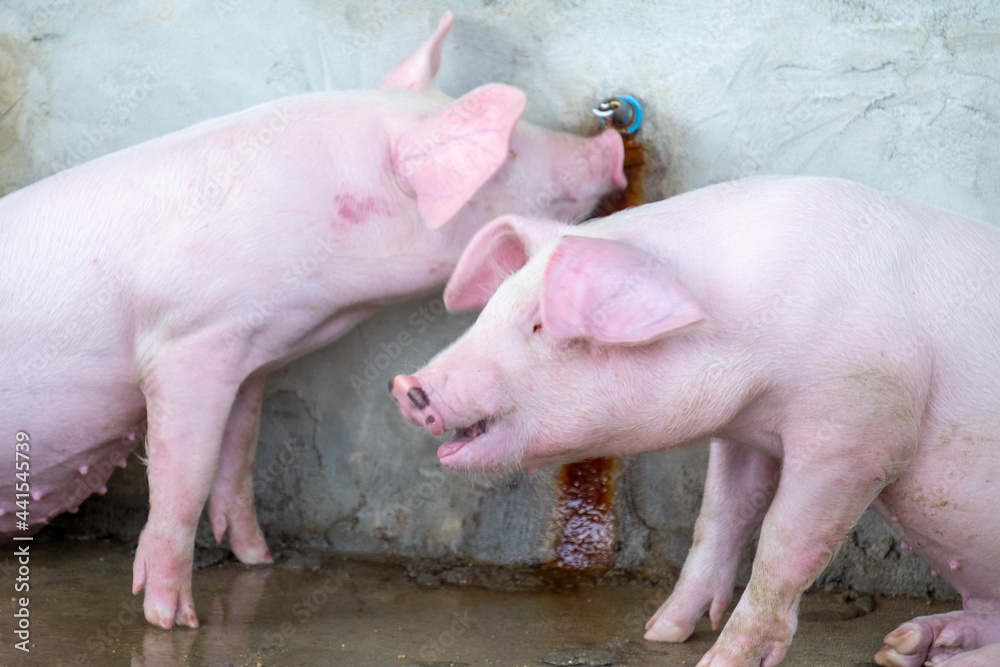Pig farm in swine business in tidy and clean indoor housing farm, with pig mother feeding piglet Pig farm in swine business in tidy and clean indoor housing farm, with pig mother feeding piglet
