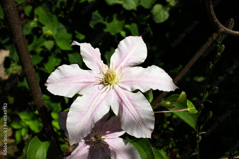 A vase filled with purple flowers