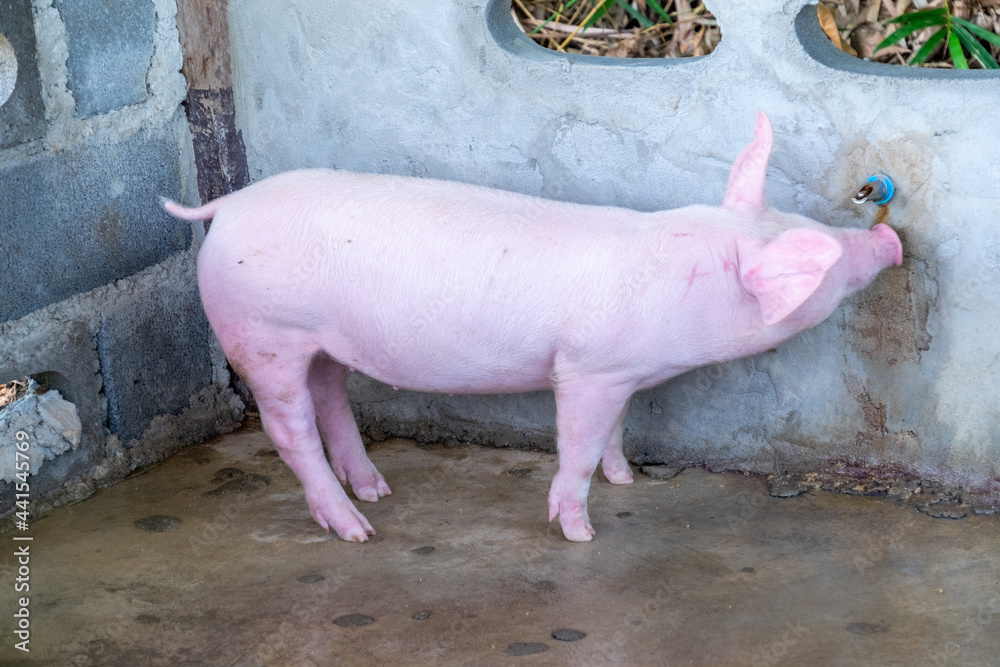 Pig farm in swine business in tidy and clean indoor housing farm, with pig mother feeding piglet Pig farm in swine business in tidy and clean indoor housing farm, with pig mother feeding piglet