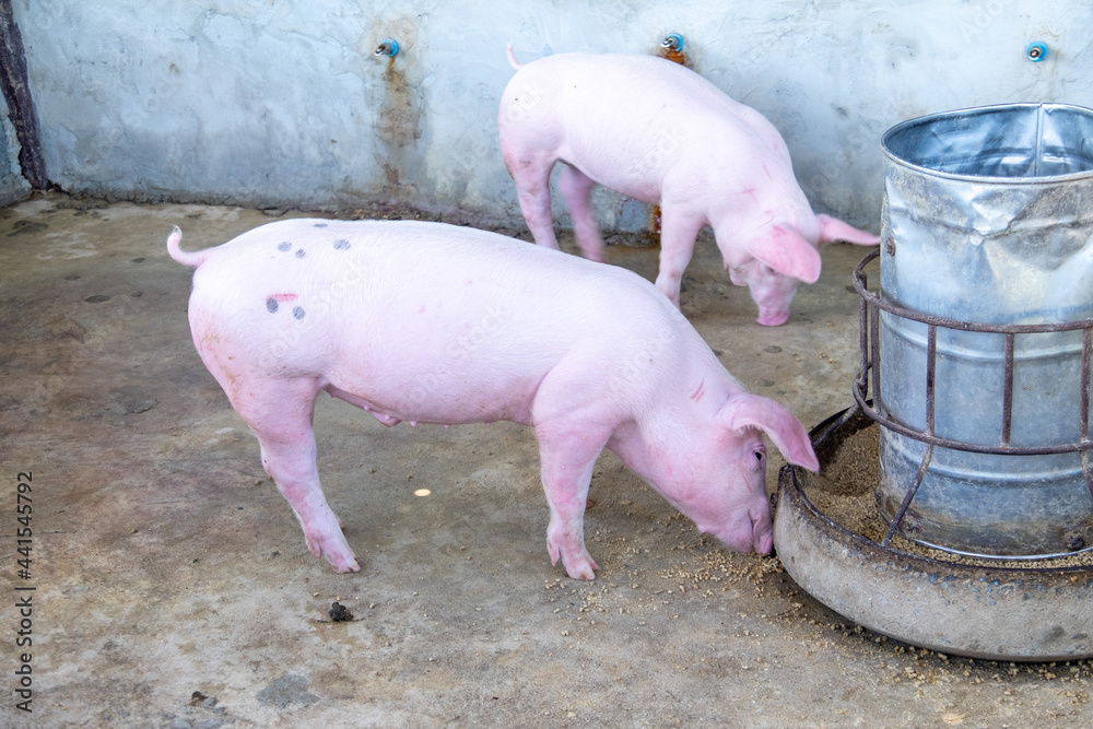 Pig farm in swine business in tidy and clean indoor housing farm, with pig mother feeding piglet Pig farm in swine business in tidy and clean indoor housing farm, with pig mother feeding piglet