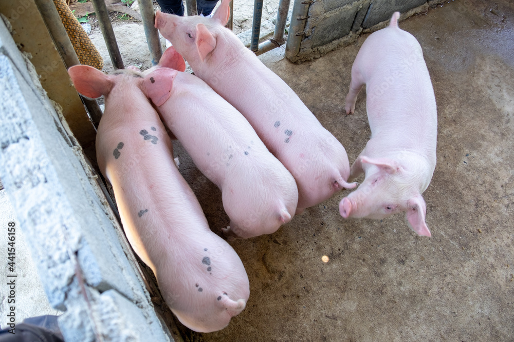 Pig farm in swine business in tidy and clean indoor housing farm, with pig mother feeding piglet Pig farm in swine business in tidy and clean indoor housing farm, with pig mother feeding piglet