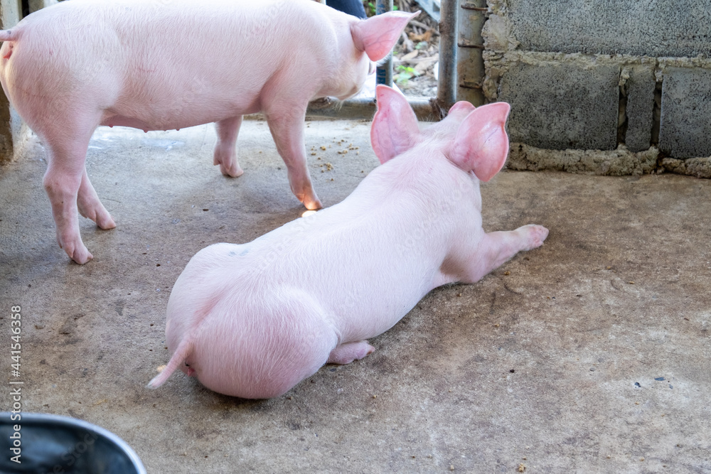 Pig farm in swine business in tidy and clean indoor housing farm, with pig mother feeding piglet Pig farm in swine business in tidy and clean indoor housing farm, with pig mother feeding piglet