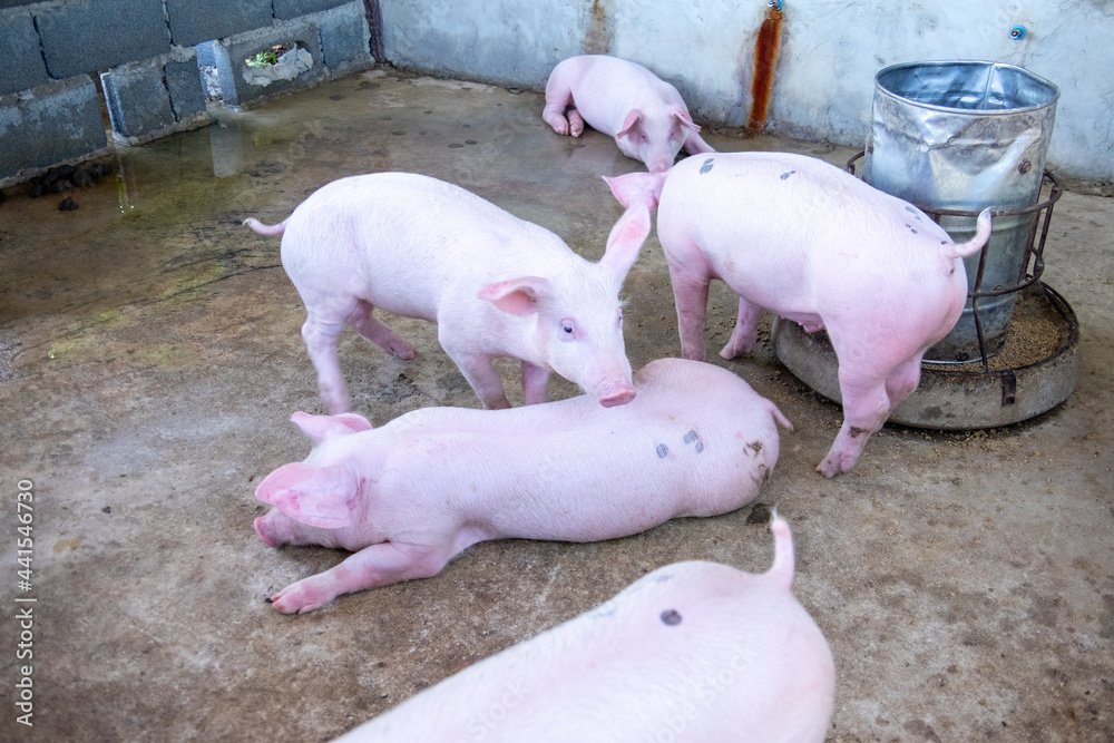 Pig farm in swine business in tidy and clean indoor housing farm, with pig mother feeding piglet Pig farm in swine business in tidy and clean indoor housing farm, with pig mother feeding piglet