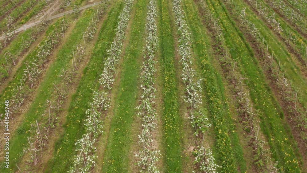 Blooming rows of apple trees in Hardanger Norway agriculture farmland - Reverse aerial close to far with tilt up Blooming rows of apple trees in Hardanger Norway agriculture farmland - Reverse aerial close to far with tilt up