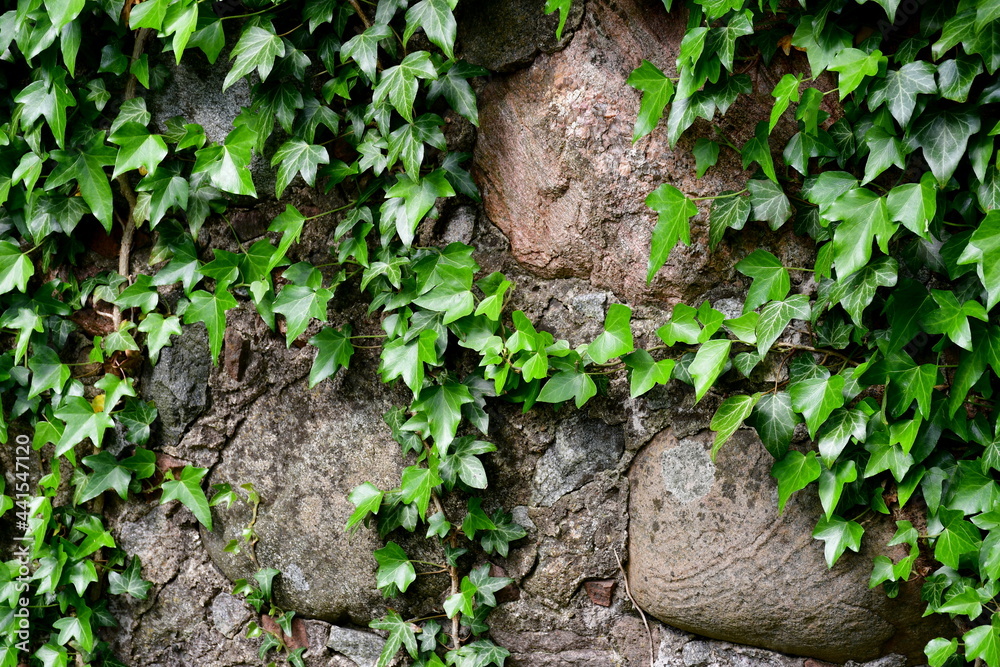 Fototapeta premium A close up on old fence or wall made out of stones, rocks, and boulders, slowly covered with constantly growing wines with peculiar leaves seen on a sunny summer day on a Polish countryside