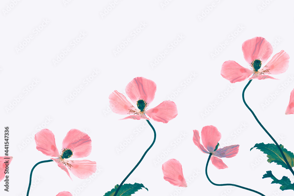 spring colorful flowers poppies.  Floral background.