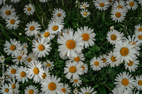 Detail of fresh daisy flowers. Spring flower close up.Meadow full of wonderful fabulous daisies. Blooming white daisy selective focus.Romantic bright wallpaper.Mothers day Valentine background.