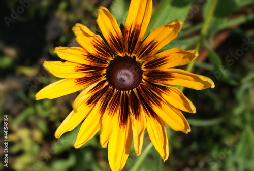 Summer wildflowers on a background of tall green grass  banner.