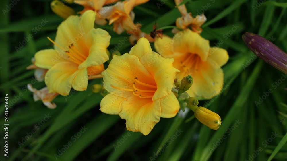 Beautiful yellow lilies with buds, green foliage Beautiful yellow lilies with buds, green foliage