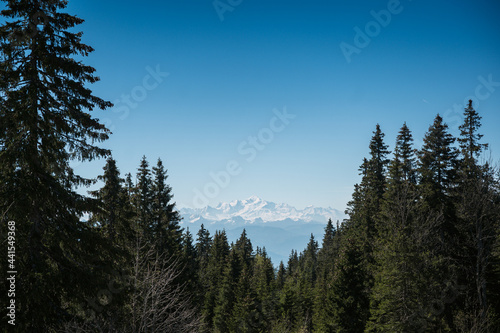 Mont Blanc framed by trees seen from great distance from the swiss jura
