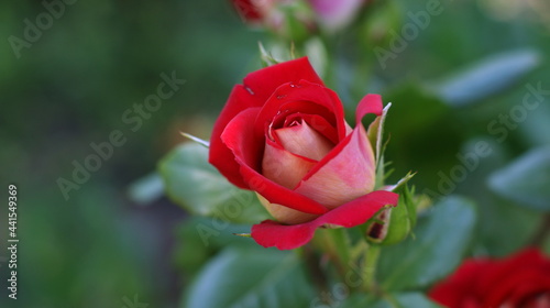 Beautiful multi colored rose garden in spring