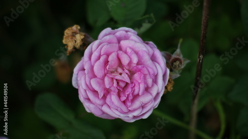 Beautiful multi colored rose garden in spring