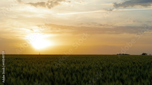 Wheat field and blue sky with sun.
