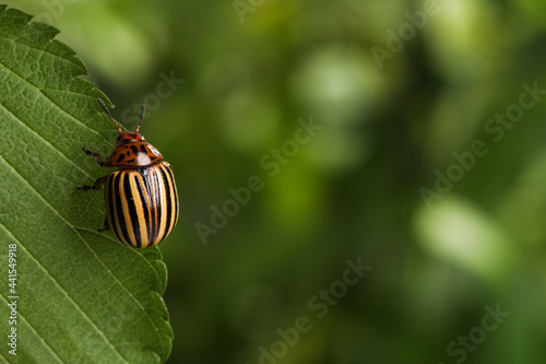 Colorado potato beetle on green leaf against blurred background, closeup. Space for text