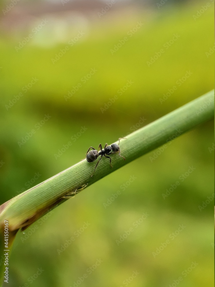 ant on a leaf ant on a leaf