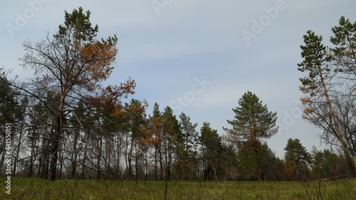 Wallpaper Mural Colorful autumn landscape shot in time lapse. Blue sky with clouds overhead. Green and red pine trees around. White clouds float over the forest. Winter is coming. Torontodigital.ca