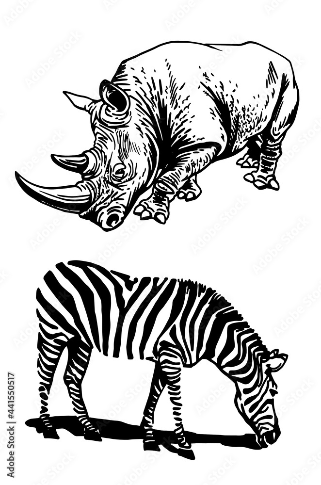 Graphical rhino and zebra,African animals isolated Graphical rhino and zebra,African animals isolated