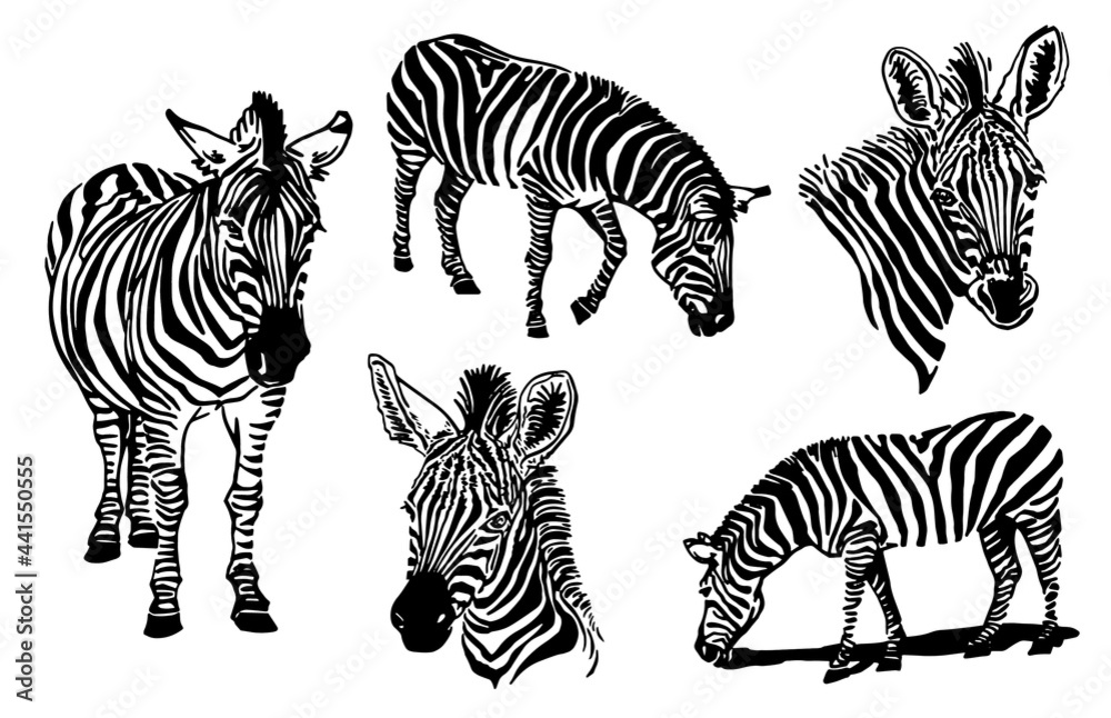 Obraz premium Vector set of zebra elements isolated on white background,graphical