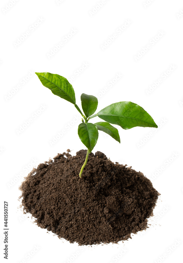 Green sprout citrus plant isolated on white Green sprout citrus plant isolated on white