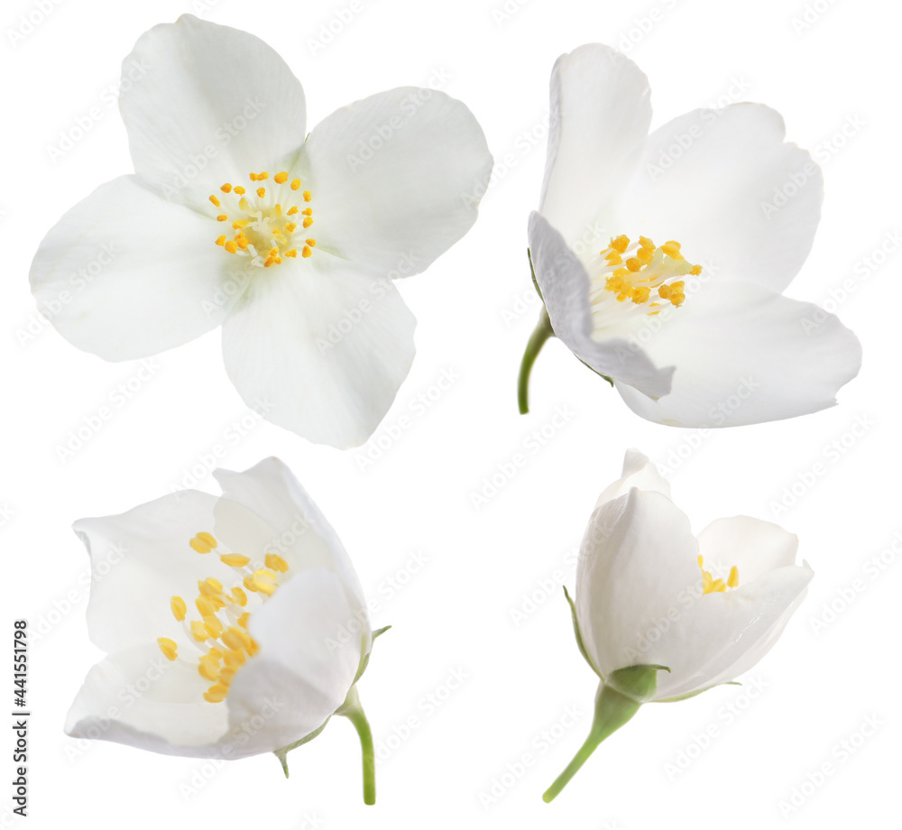 Obraz premium Set with beautiful tender jasmine flowers on white background