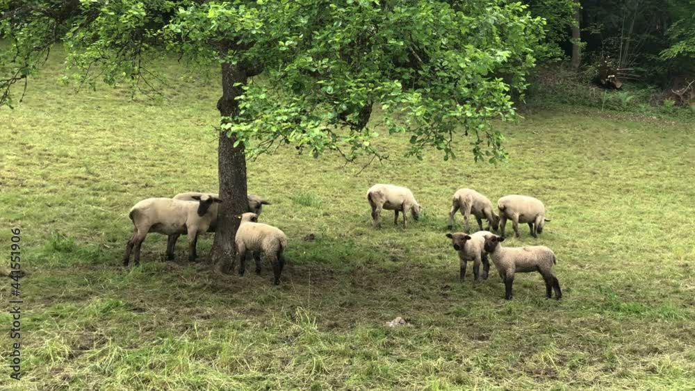 Black headed herd of sheep grazing under a tree, static shot. Black headed herd of sheep grazing under a tree, static shot.