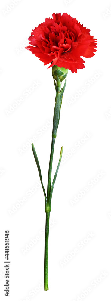 Red carnation flower isolated Red carnation flower isolated