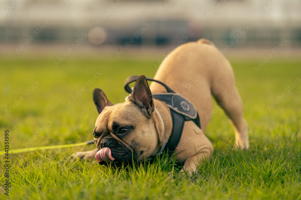 French Bulldog - a dog playing in a green grass field.