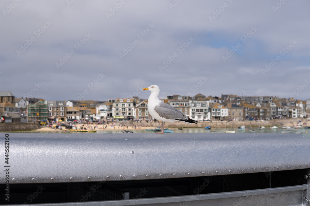 Photo of a seagull standing next to a village in a sunny day in the UK