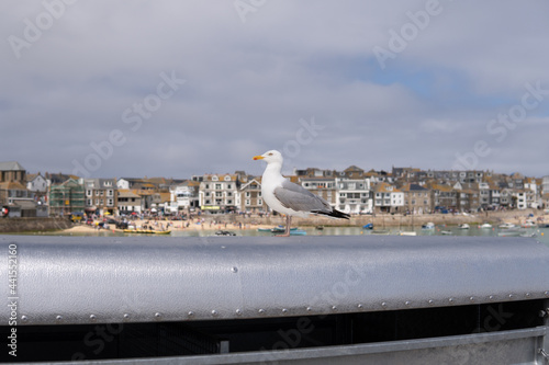 Obraz na płótnie Photo of a seagull standing next to a village in a sunny day in the UK w salonie