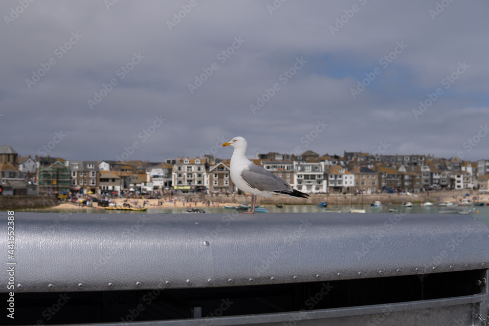 Photo of a seagull standing next to a village in a sunny day in the UK