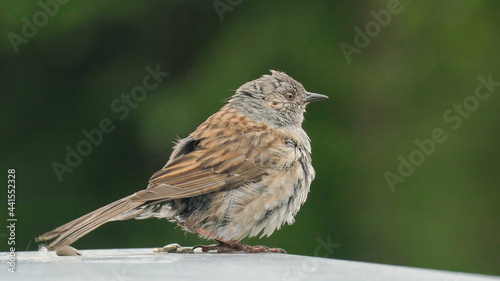 Heckenbraunelle, Prunella modularis, Braunelle, Sperlingsvogel, Singvogel, Vogel, Tier, Natur,