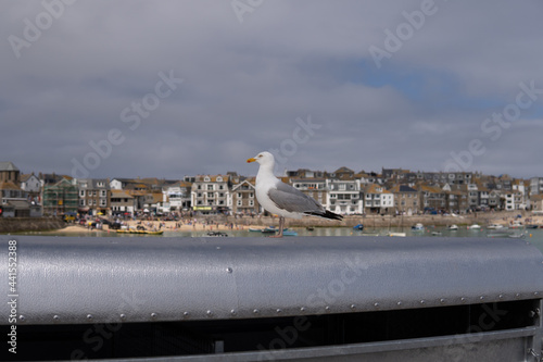 Obraz na płótnie Photo of a seagull standing next to a village in a sunny day in the UK w salonie