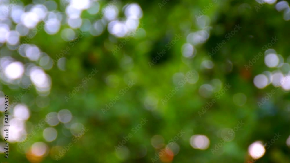 4K: Blurred background of green foliage of trees with glimpses of the sun and blue sky: a place for text, a background for gardening, an informational video sign for farms 4K: Blurred background of green foliage of trees with glimpses of the sun and blue sky: a place for text, a background for gardening, an informational video sign for farms