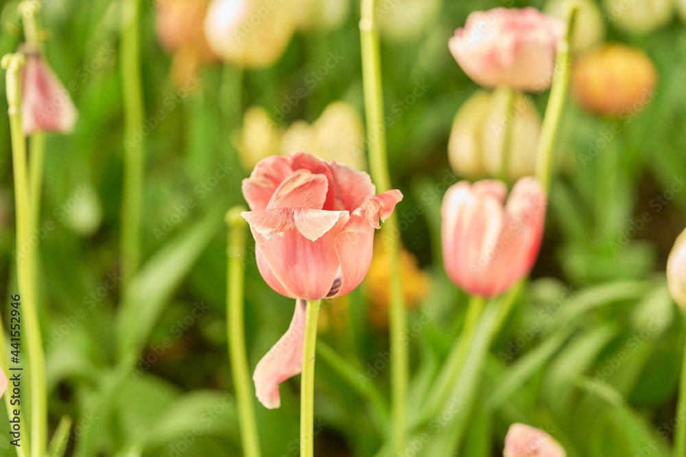 Bright flowers of tulips on a tulip field on a sunny morning Bright flowers of tulips on a tulip field on a sunny morning