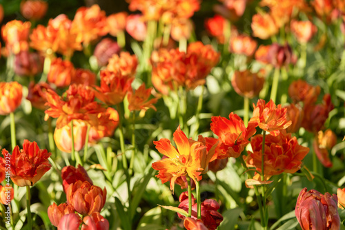 Bright flowers of tulips on a tulip field on a sunny morning