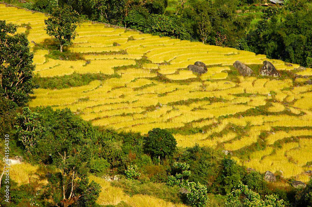 Obraz premium A panoramic view of yellowish and golden colored ripped paddy field at Martam on the outskirt of Gangtok in East Sikkim. Paddy usually harvested during winter in Eastern Himalayan Region.