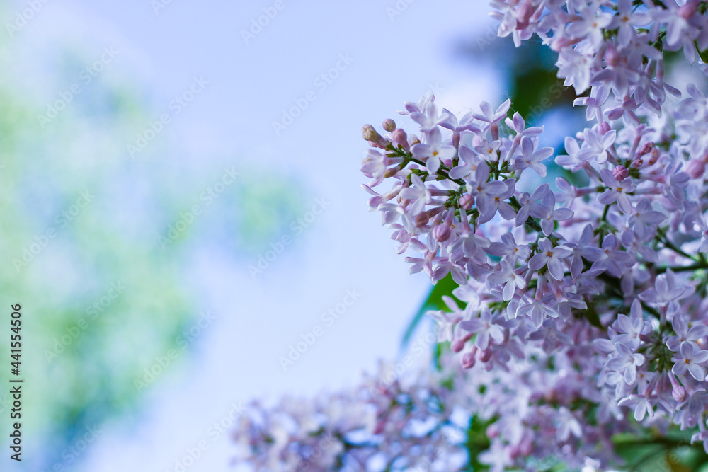 Purple lilac flowers spring blossom background Purple lilac flowers spring blossom background