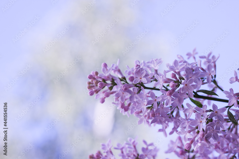 Purple lilac flowers spring blossom background. Purple lilac flowers spring blossom background.